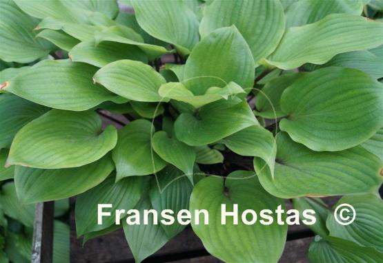 Hosta Judy Rocco